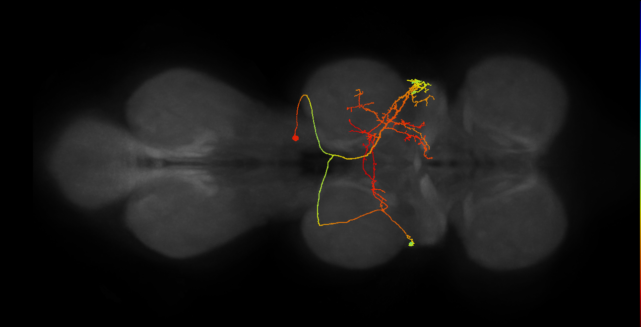 IN19B074_T2_R (MANC:13060)