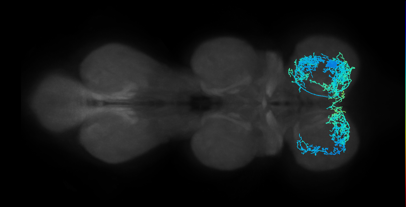 IN01B001_T1_R (MANC:13082)