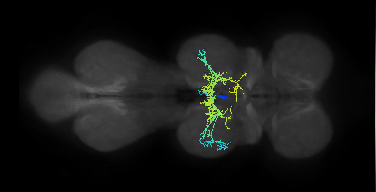 IN12B005_T2_R (MANC:13120)