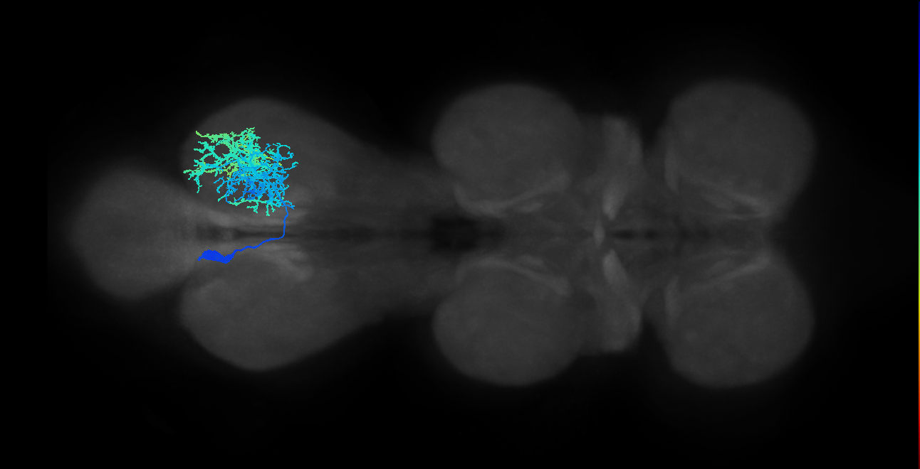 IN13B011_T3_L (MANC:13167)