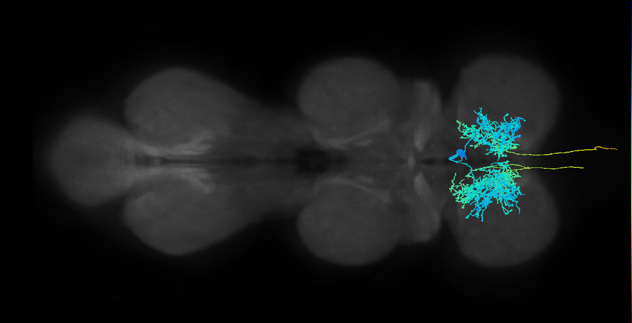 AN00A008_T1_M (MANC:13171)