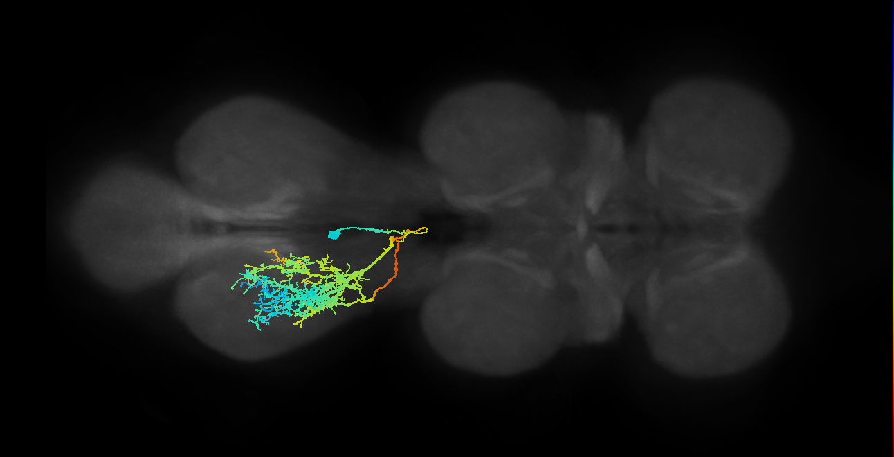 IN02A010_T3_L (MANC:13180)