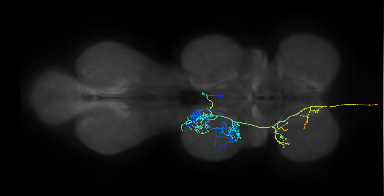 AN12B004_T2_R (MANC:13189)