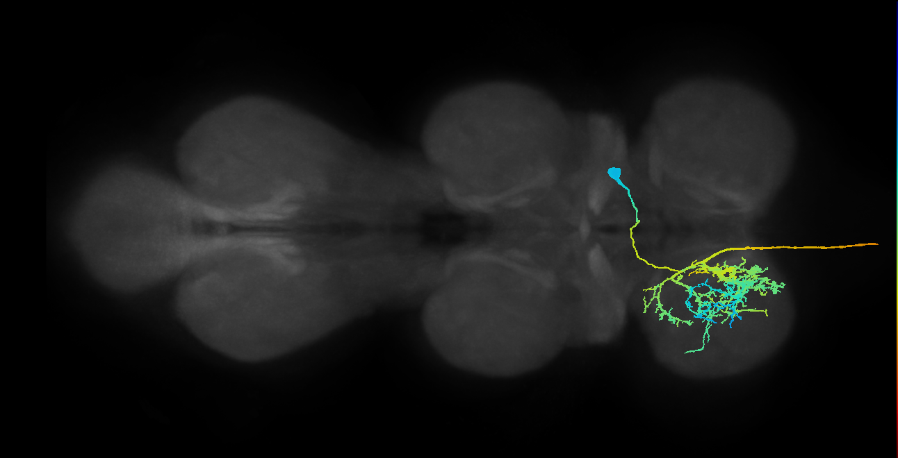 AN12B006_T1_R (MANC:13199)