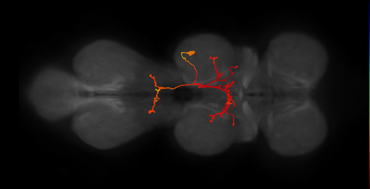 IN11B007_T2_R (MANC:13201)