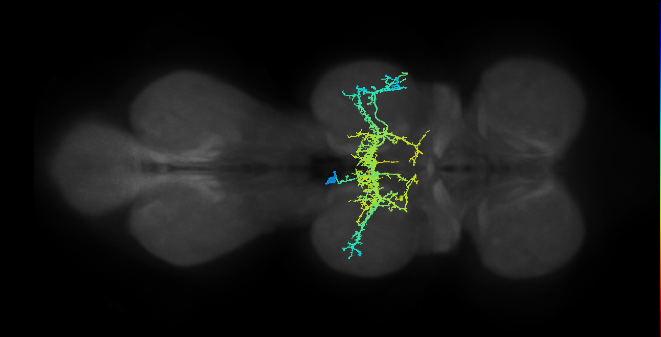 IN12B005_T2_L (MANC:13211)