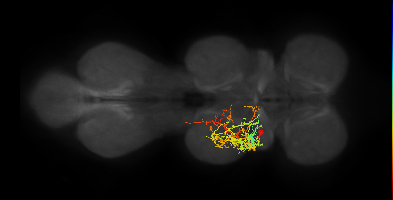 IN17A029_T2_L (MANC:13237)