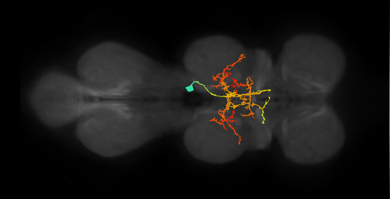 IN12A014_T2_R (MANC:13240)
