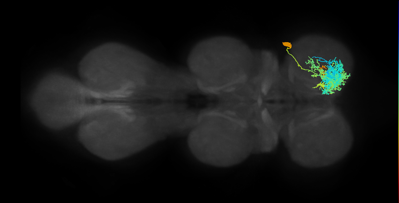 IN21A018_T1_R (MANC:13264)