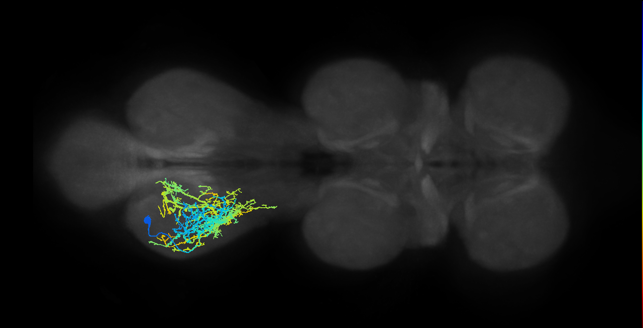 IN15A001_T3_L (MANC:13323)