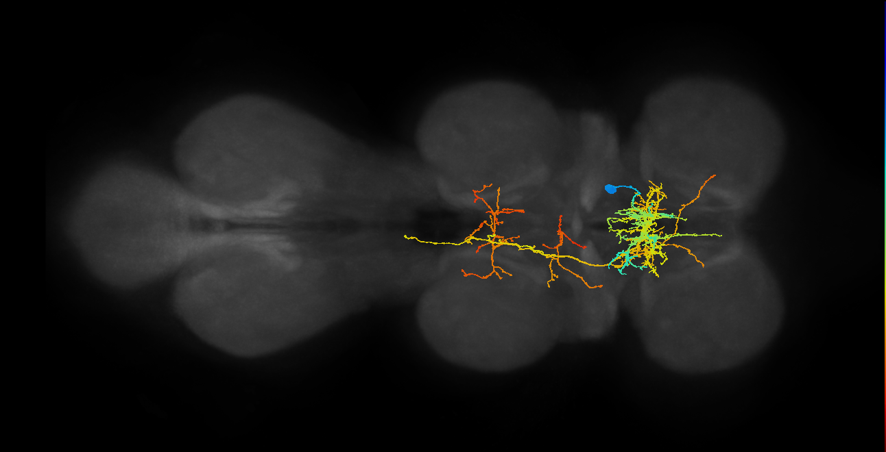 IN06B053_T1_R (MANC:13340)
