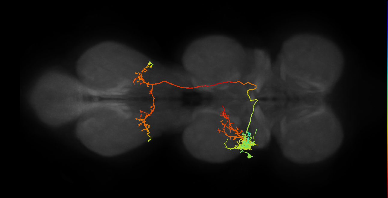 IN18B009_T2_L (MANC:13354)