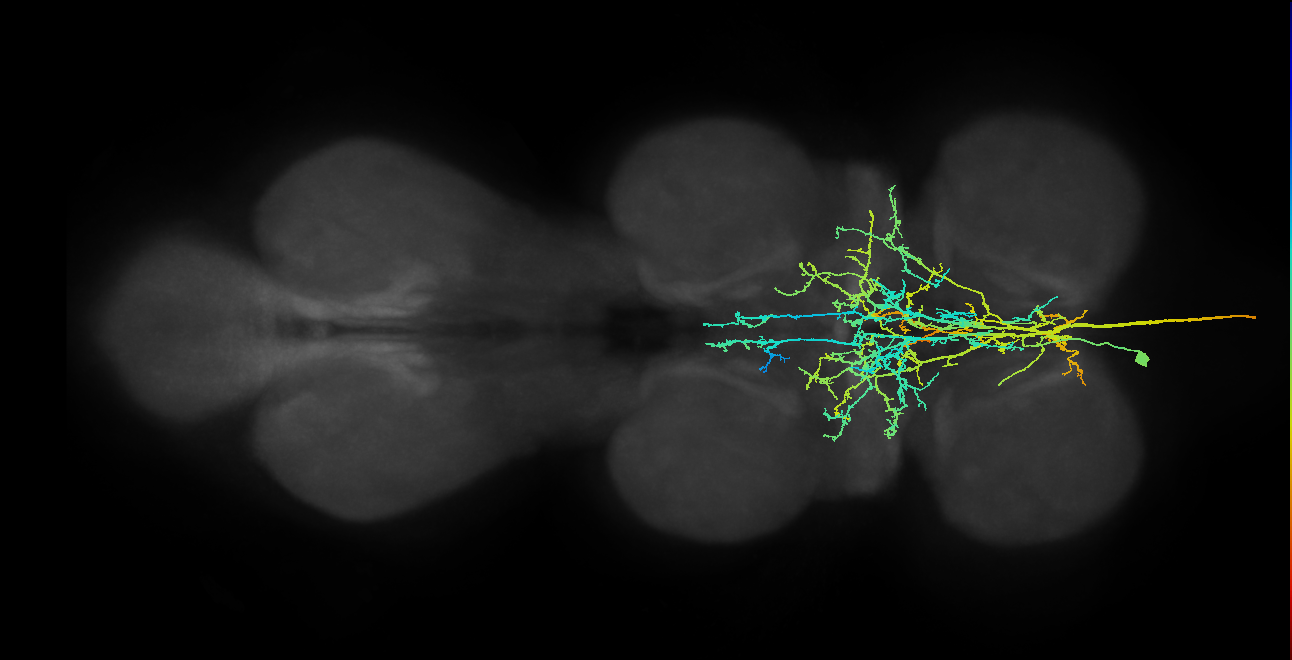 AN10B003_T1_L (MANC:13369)
