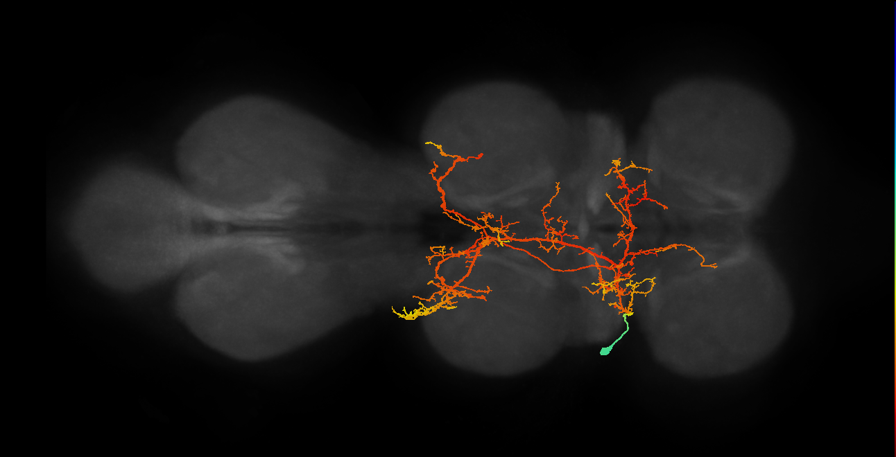 IN03B037_T1_L (MANC:13377)