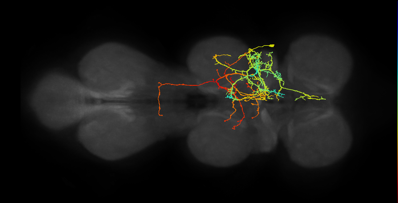 IN17A026_T2_R (MANC:13446)