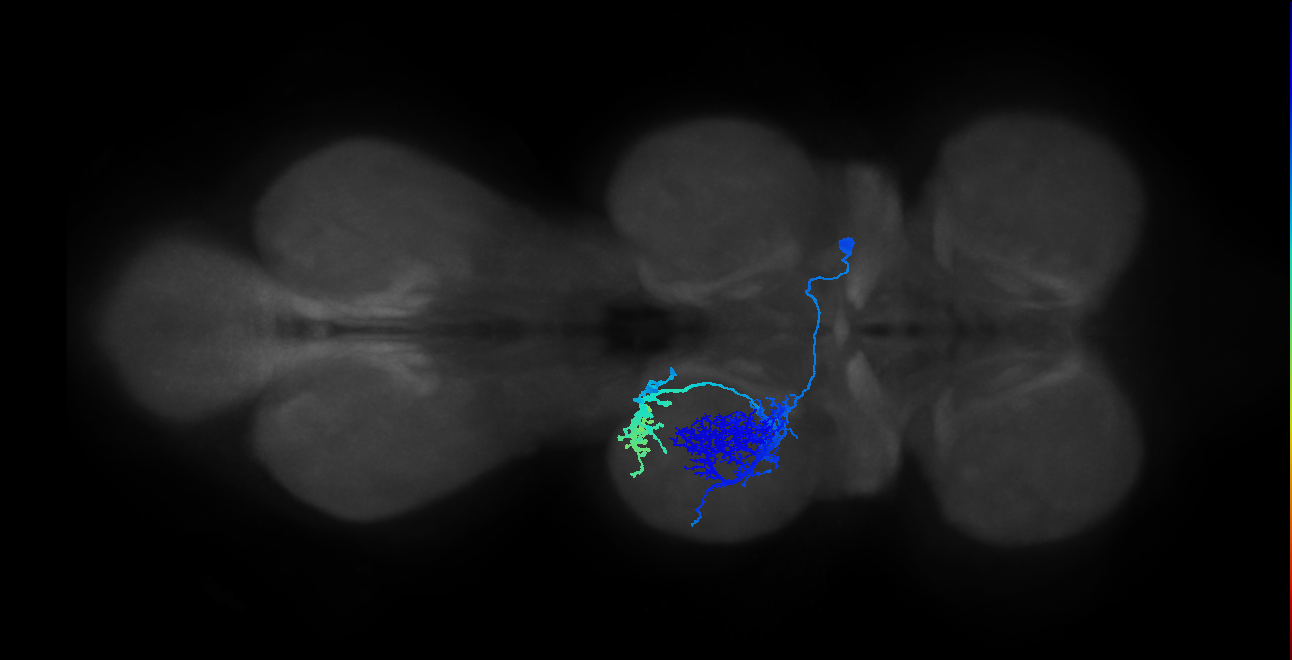 IN14A001_T2_R (MANC:13448)