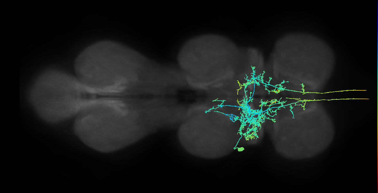 AN09B018_T2_L (MANC:13463)