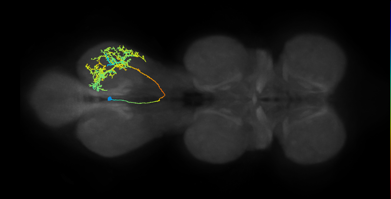 IN06B026_T3_L (MANC:13477)