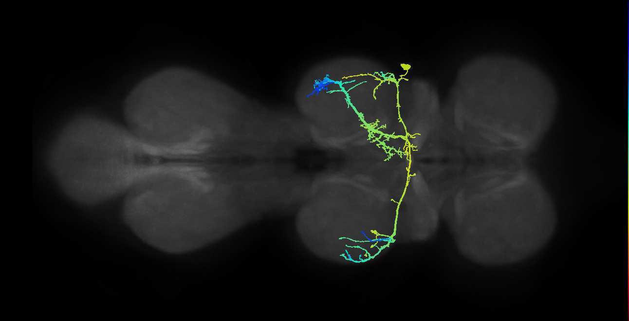 IN18B020_T2_R (MANC:13479)
