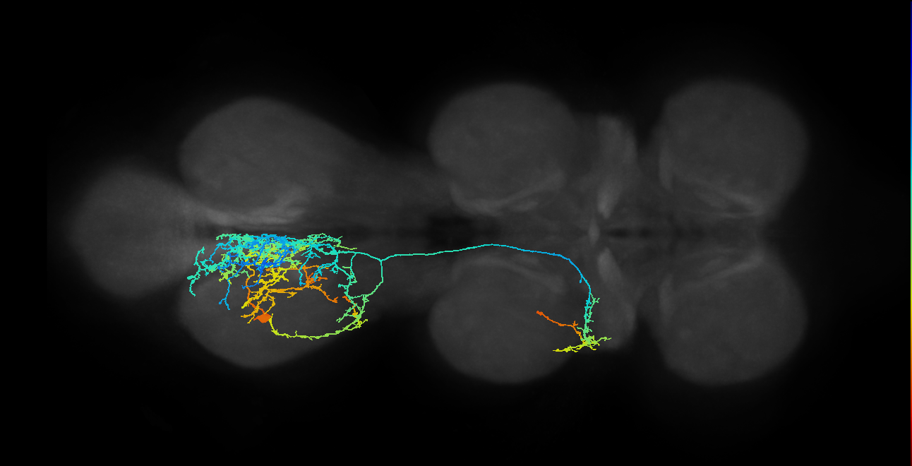 IN17A034_A1_L (MANC:13510)