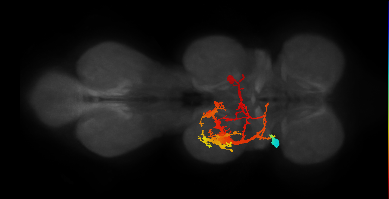 IN03B001_T1_L (MANC:13557)