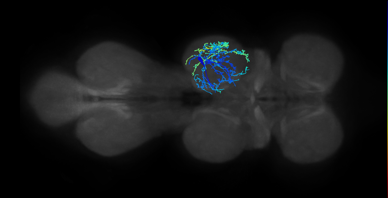 IN04B017_T2_R (MANC:13591)