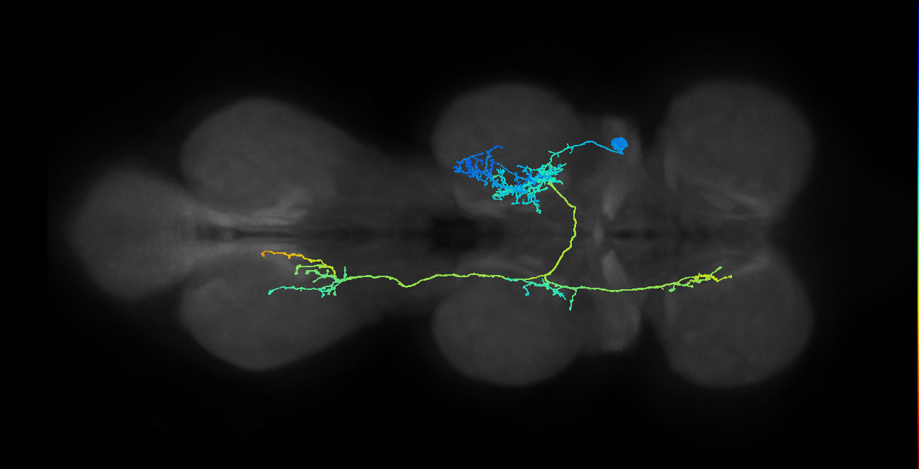 IN07B025_T2_R (MANC:13598)