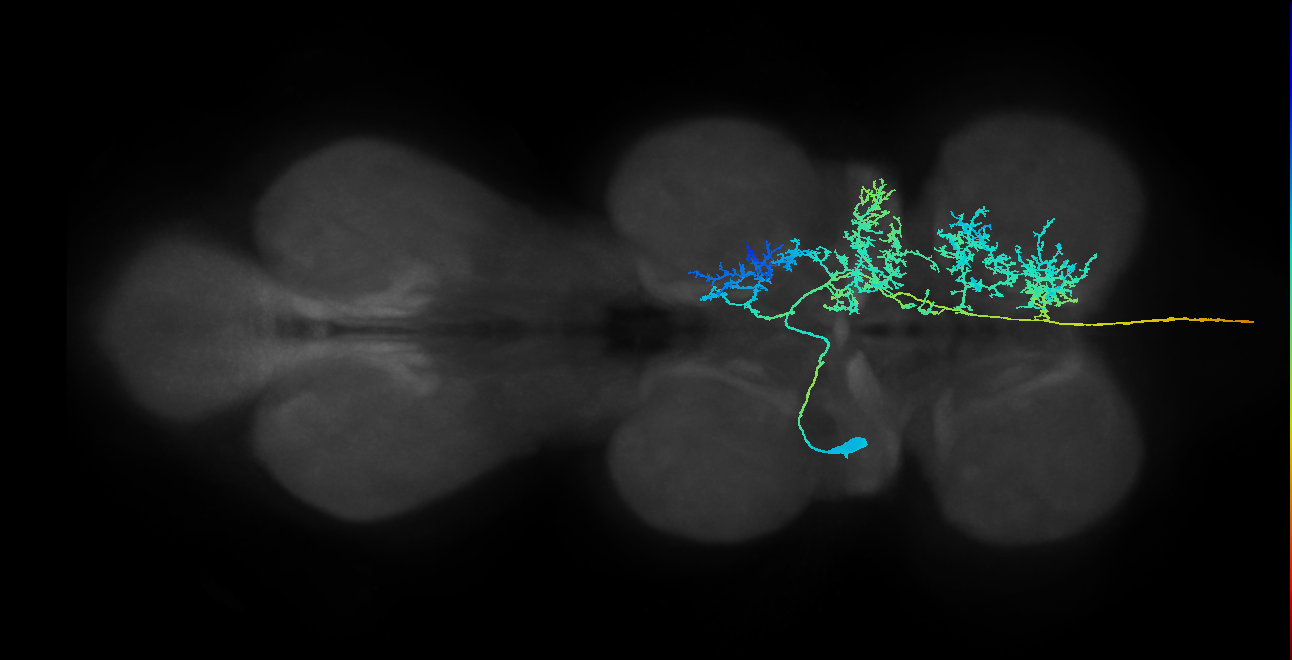 AN08B011_T2_L (MANC:13606)