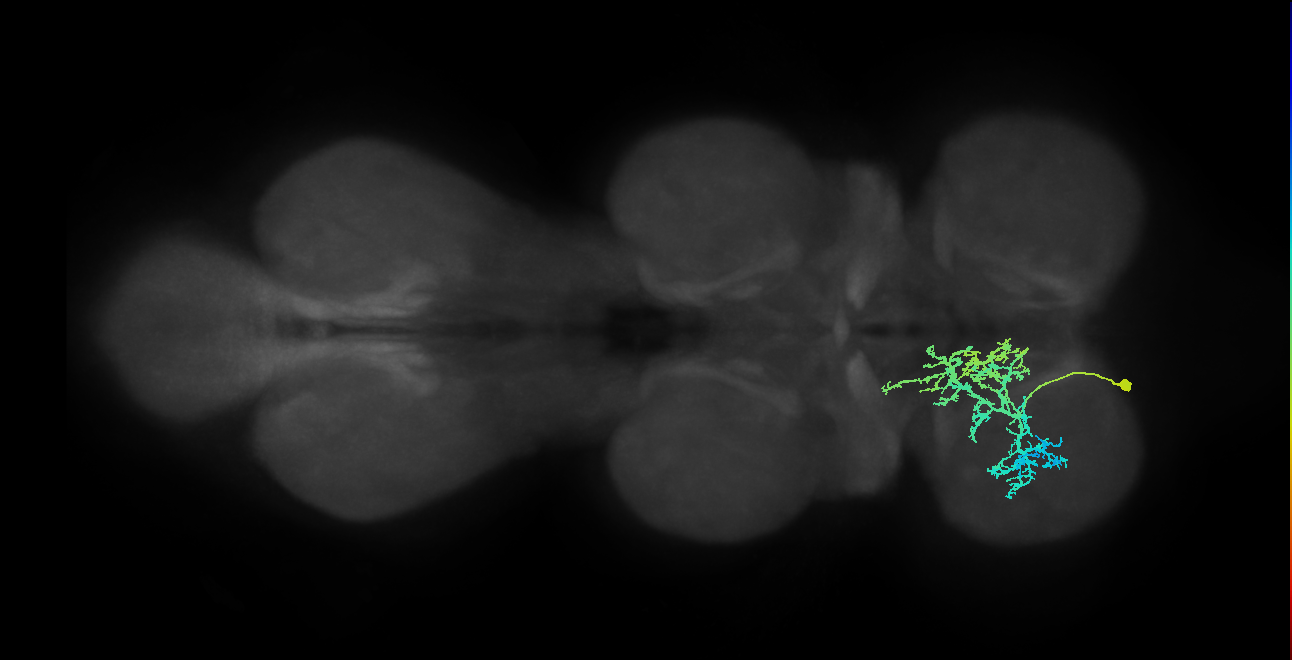 IN09A015_T1_L (MANC:13626)