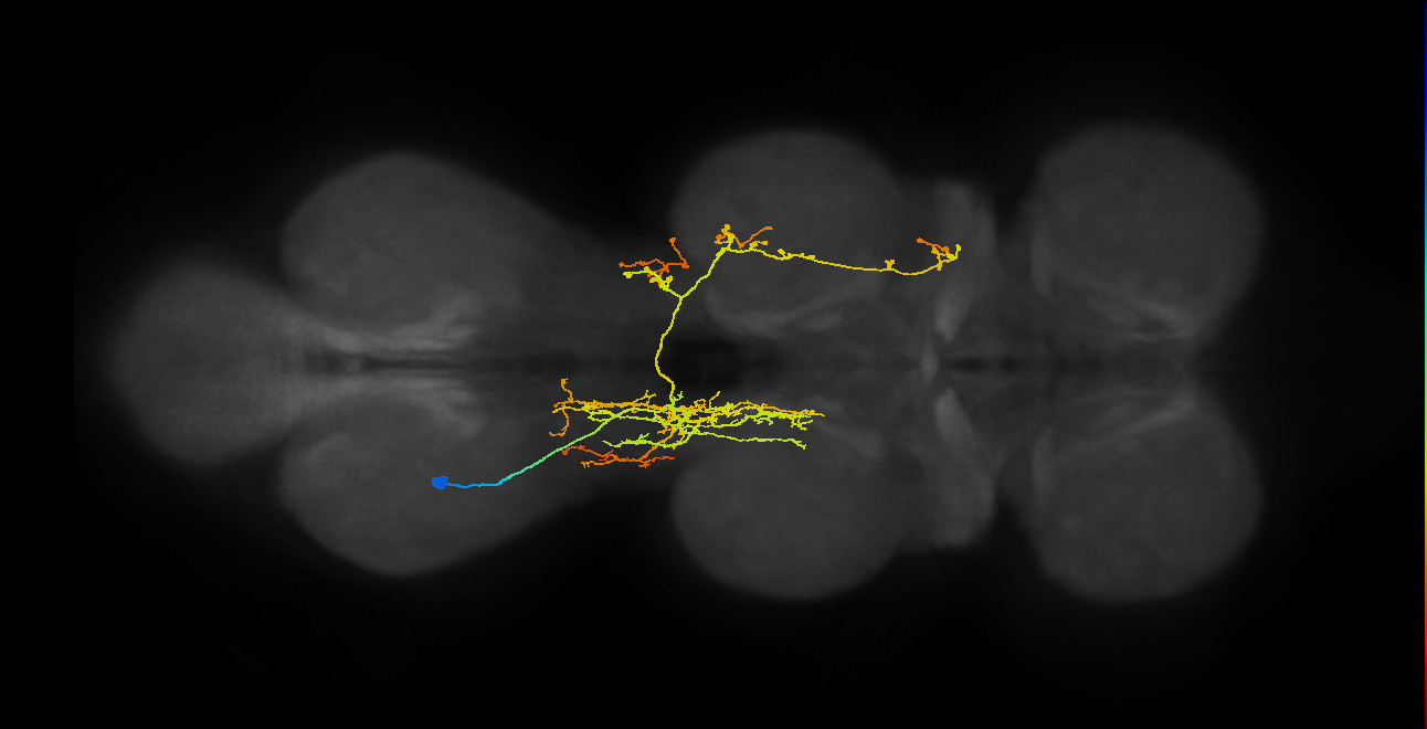 IN07B055_T3_L (MANC:13637)