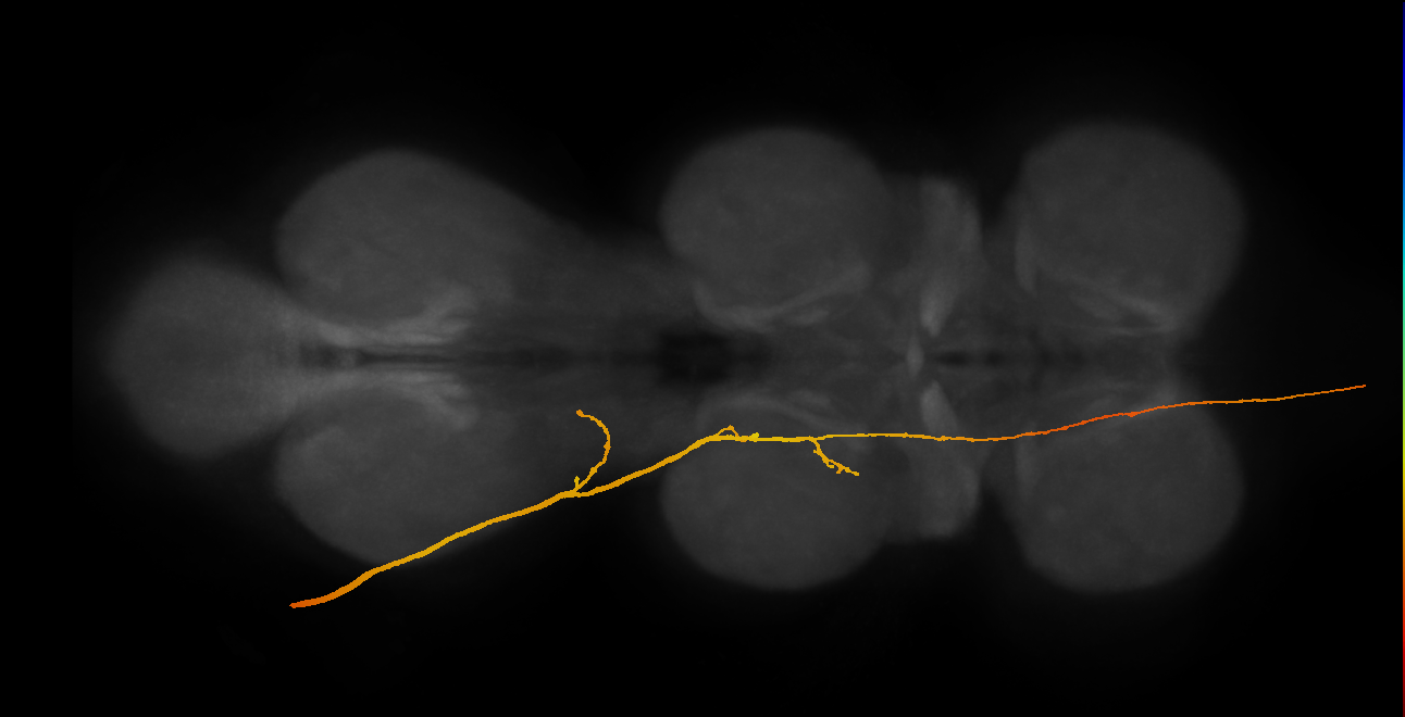 SAppxx_DMetaN_L (MANC:13677)
