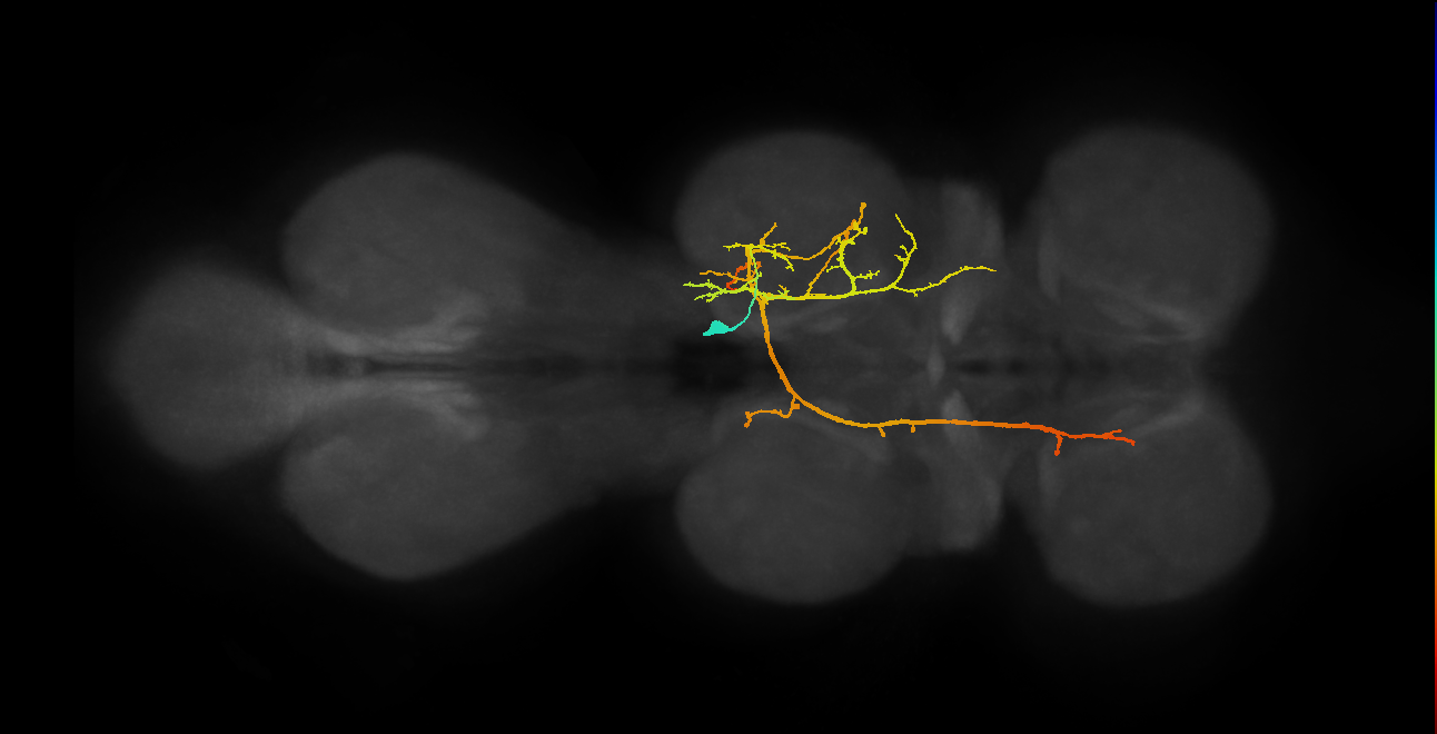 IN06A035_T2_R (MANC:13756)