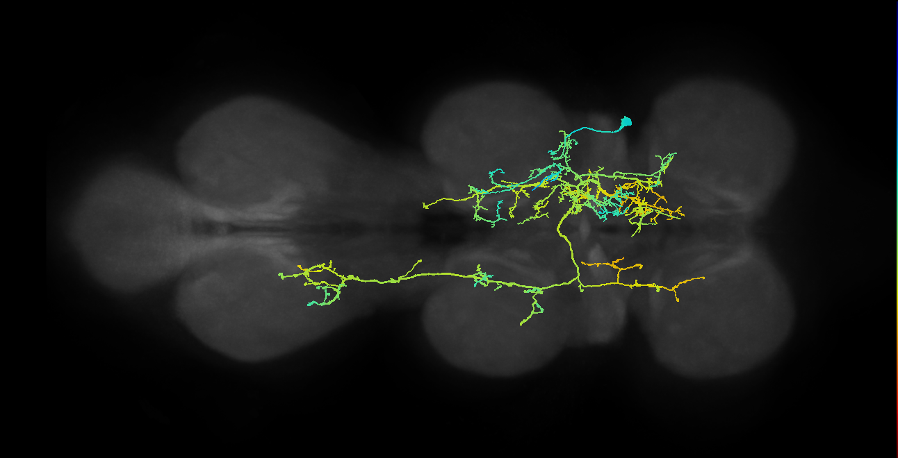 IN08B034_T2_R (MANC:13780)