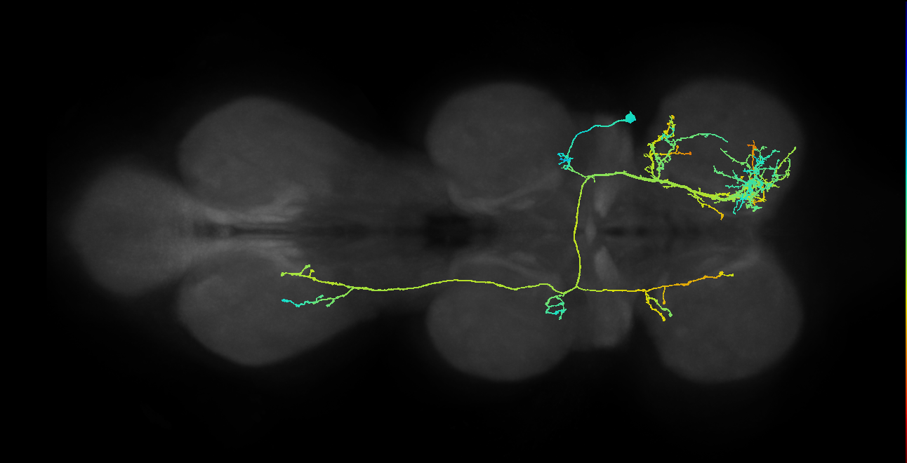 IN08B033_T2_R (MANC:13791)