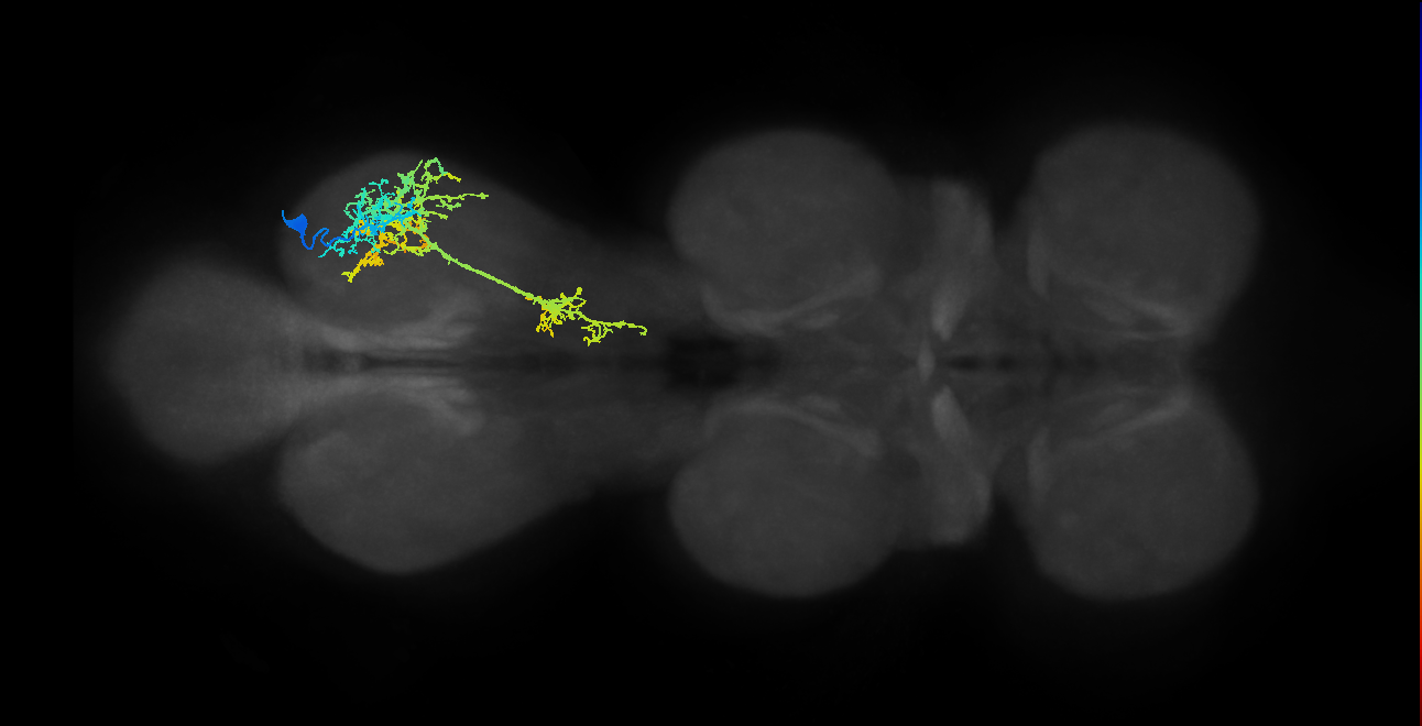 IN13A012_T3_R (MANC:13827)