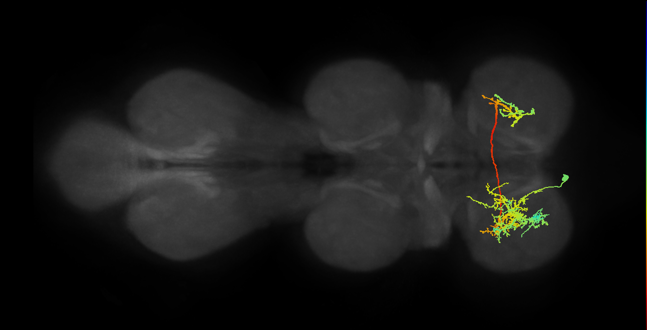 IN14B010_T1_L (MANC:13838)