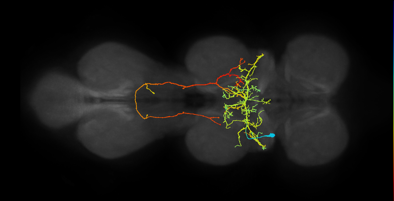 IN08B057_T2_L (MANC:13844)