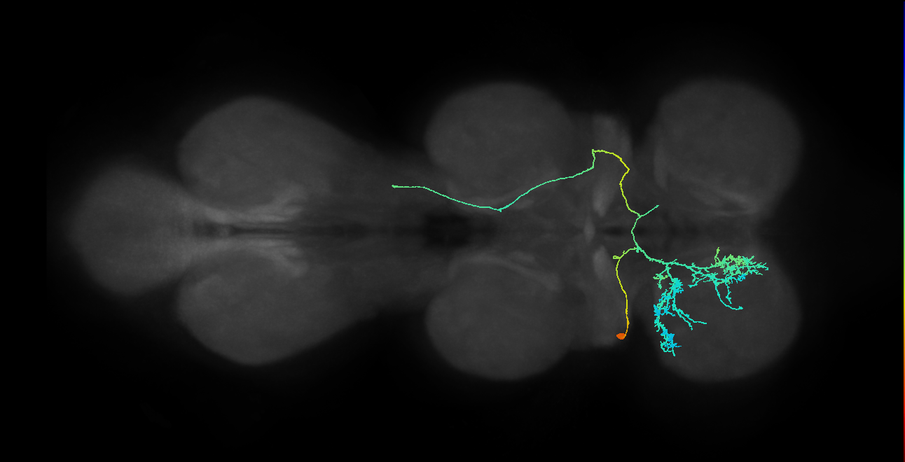 IN23B015_T1_L (MANC:13858)