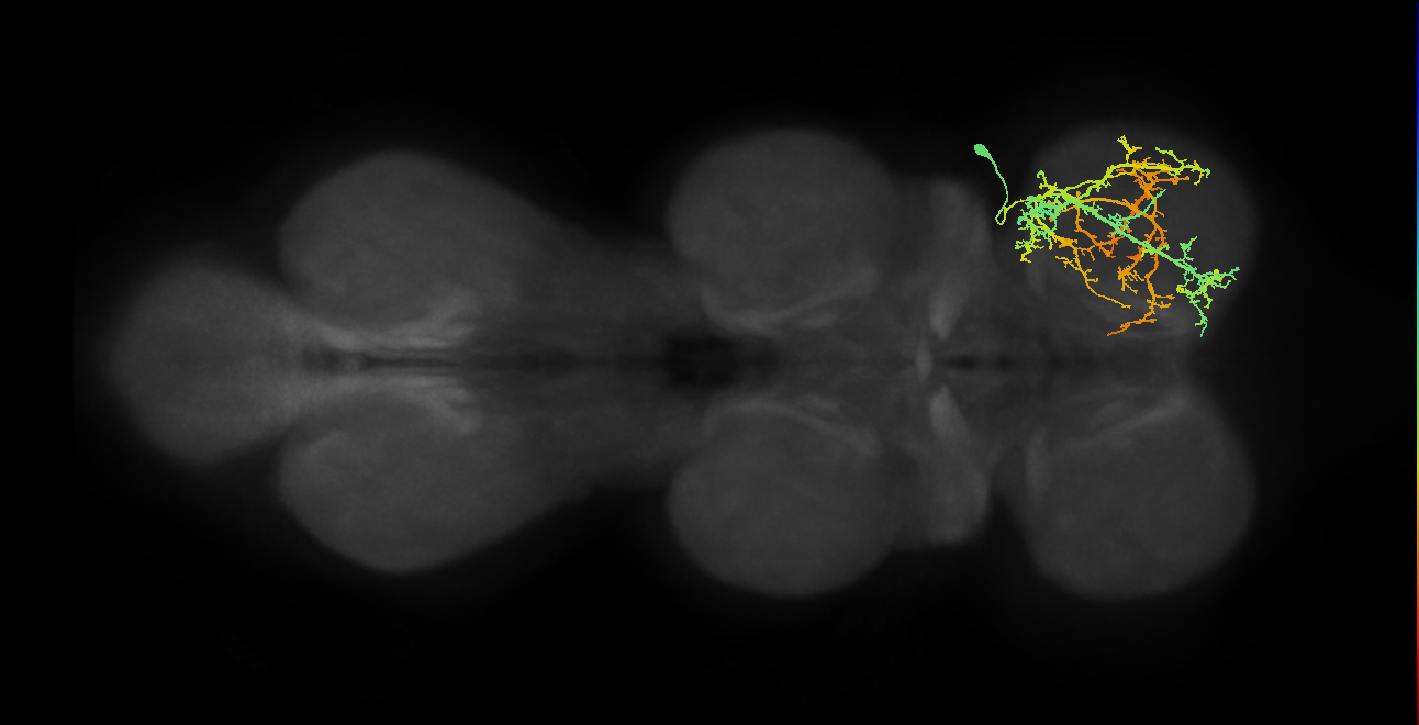 IN03A011_T1_R (MANC:13884)