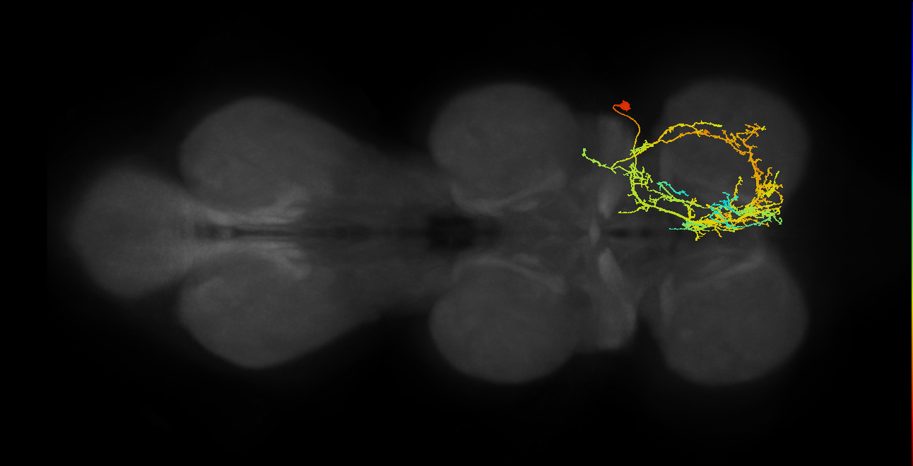 IN11A007_T1_R (MANC:13936)