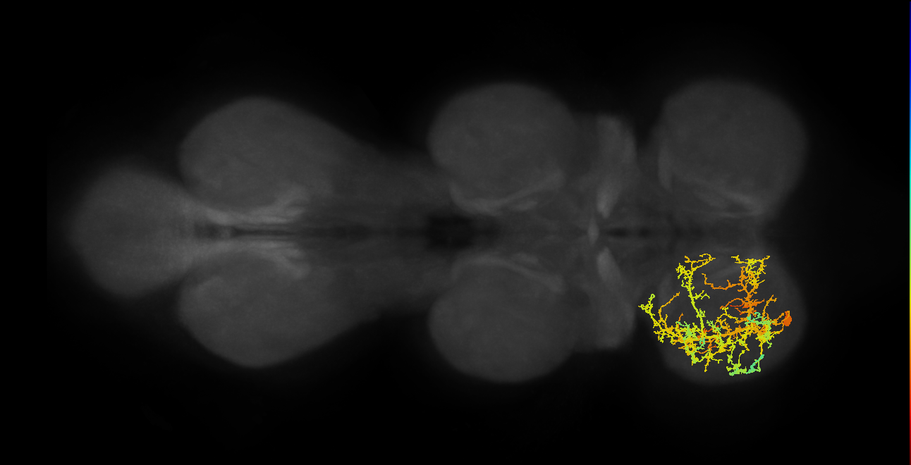 IN17A046_T1_L (MANC:13944)