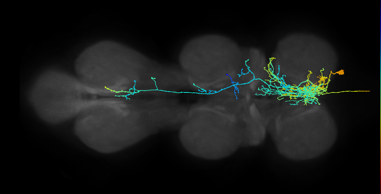 AN09A006_T1_R (MANC:13973)