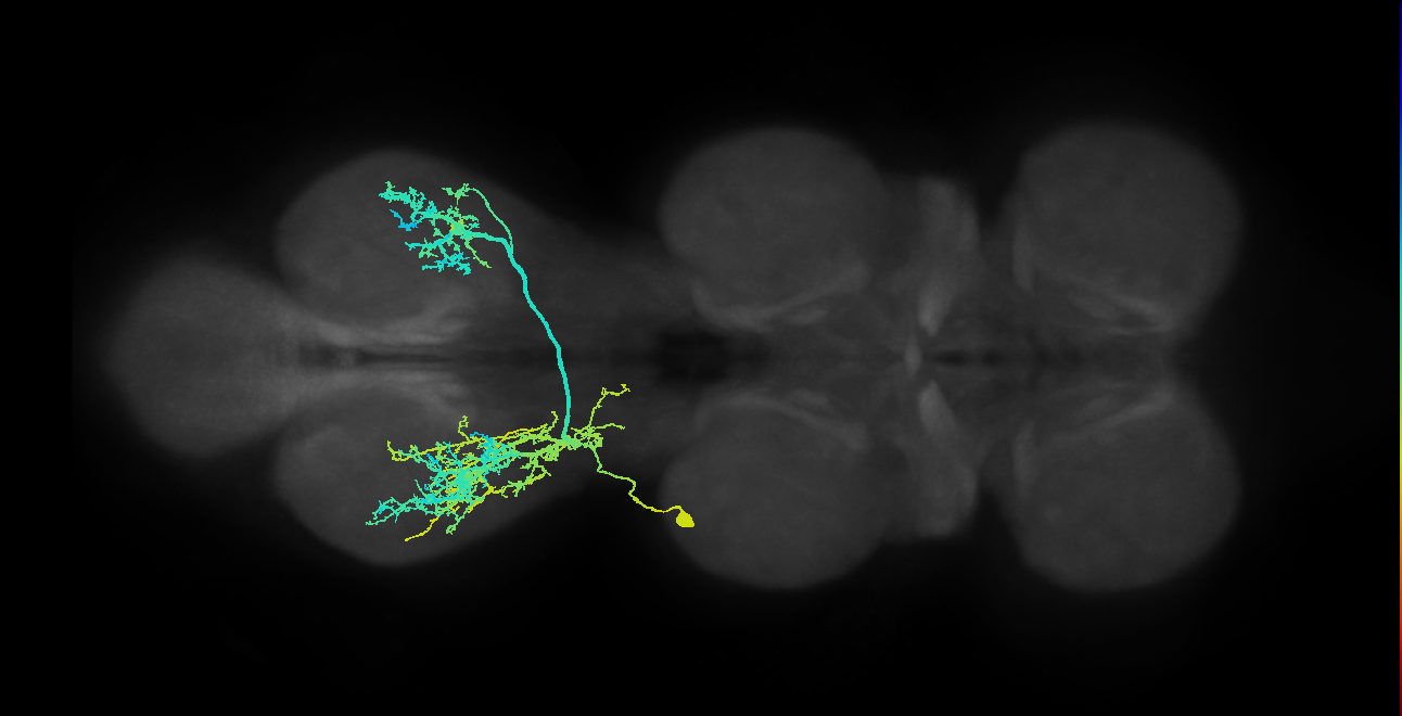IN01A035_T3_L (MANC:13990)