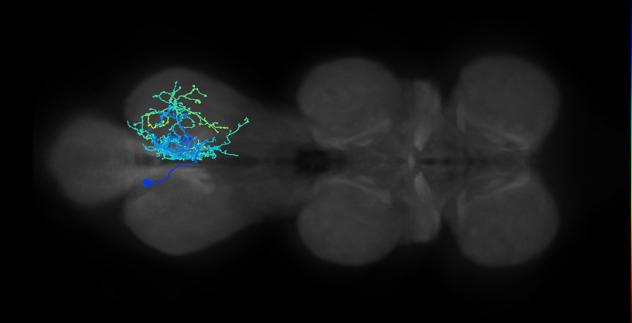 IN13B010_T3_L (MANC:14028)