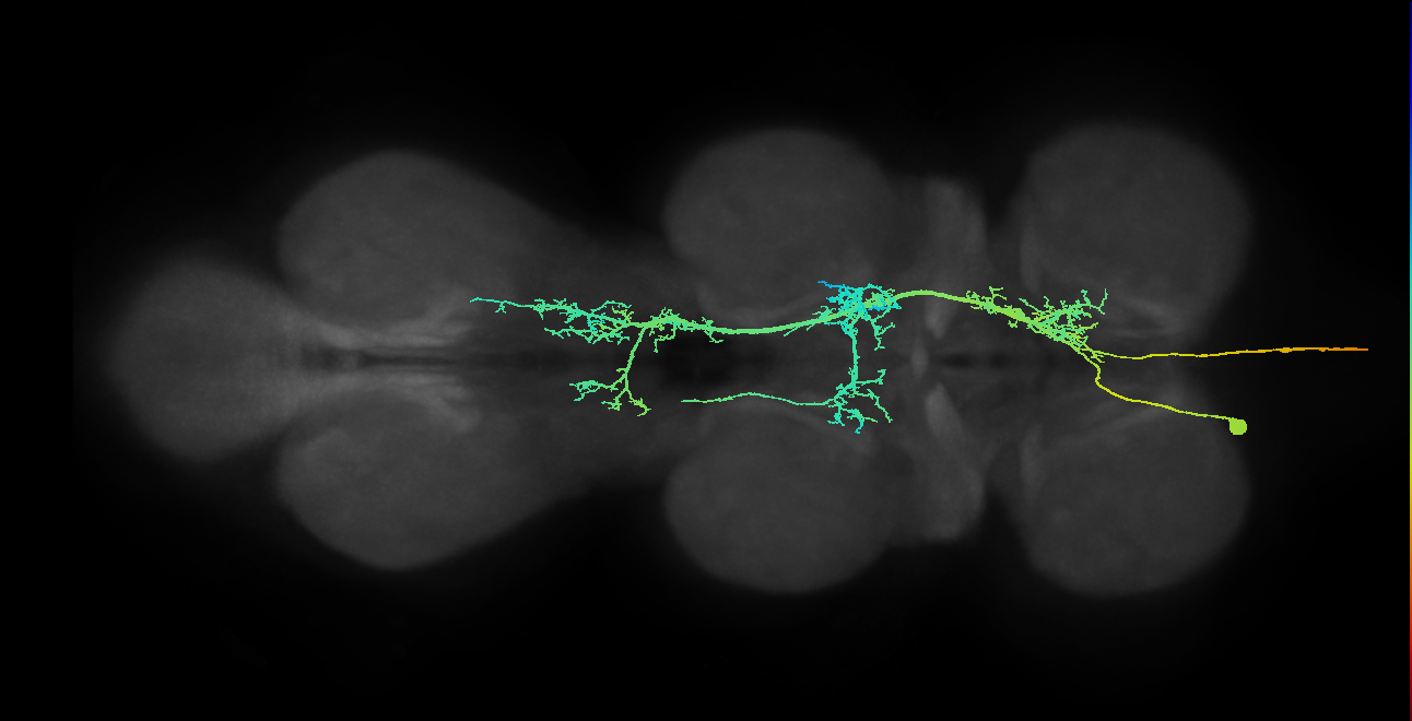 AN08B023_T1_L (MANC:14045)