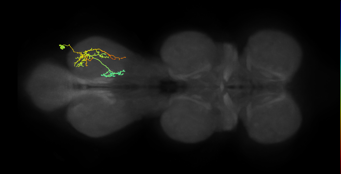 IN19A035_T3_R (MANC:14080)