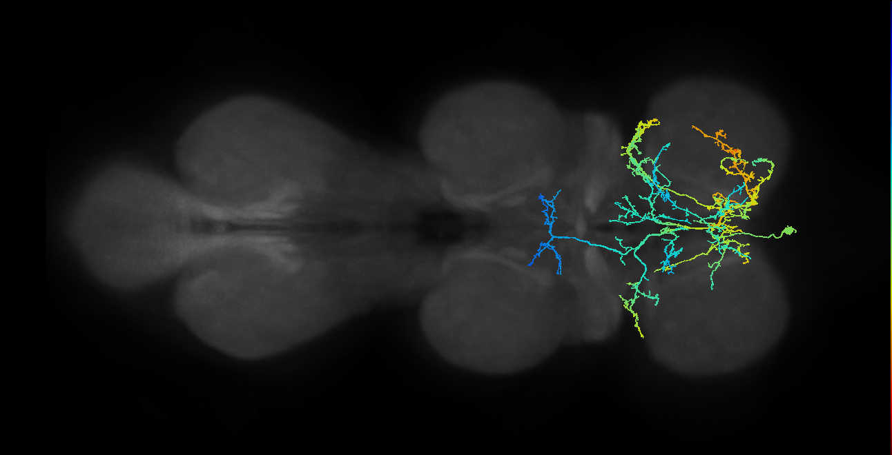 IN10B001_T1_L (MANC:14112)