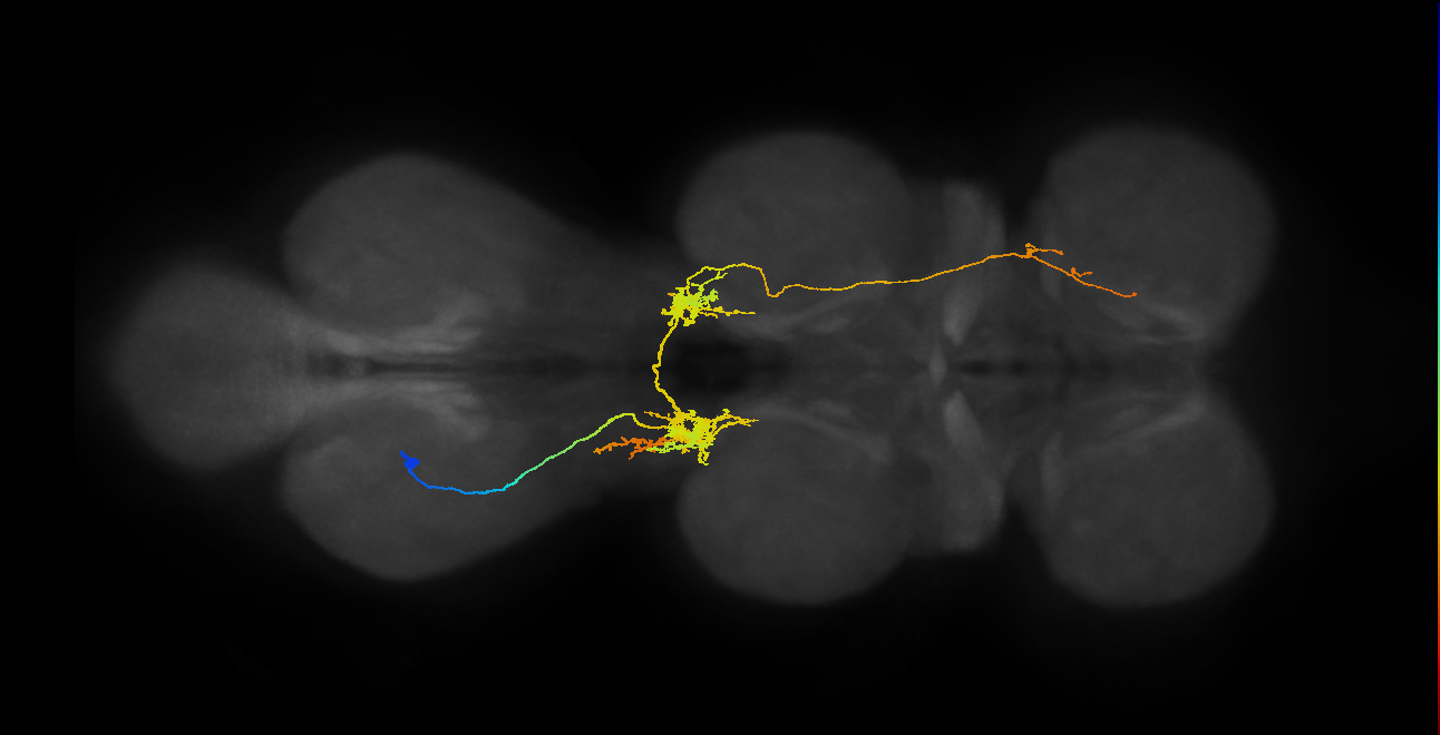 IN07B050_T3_L (MANC:14124)