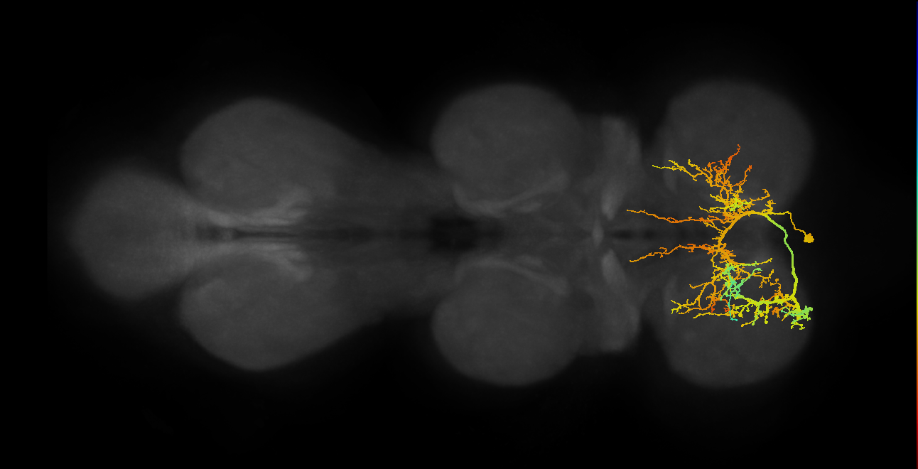 IN01A025_T1_R (MANC:14144)