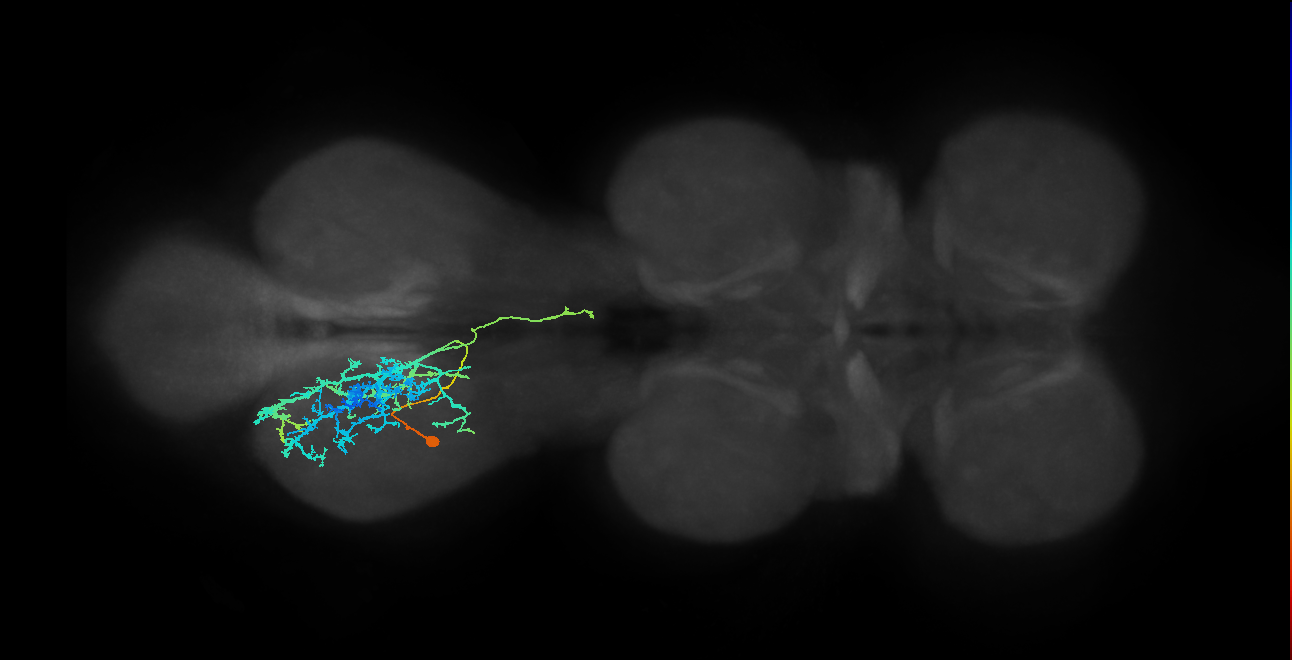 IN23B006_T3_L (MANC:14157)